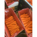 Здоровый /чистый /лучшее качество свежей моркови на продажу